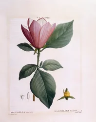 Magnolia (Magnolia discolour), Henry Louis Duhamel du Monceau, botanisk platta av Pierre Joseph Redouté