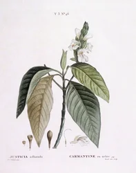 Malabarnöt (Justicia adhatoda), Henry Louis Duhamel du Monceau, botanisk tallrik av Pierre Joseph Redouté