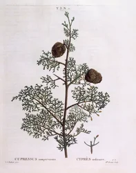 Medelhavscypress (Cupressus sempervirens), Henry Louis Duhamel du Monceau, botanisk platta av Pierre Joseph Redouté