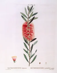 Metrosideros Lophanta Henry Louis Duhamel du Monceau, botanisk platta av Pierre Joseph Redouté
