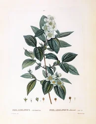 Mock orange (Philadelphus coronarius), Henry Louis Duhamel du Monceau, botanisk platta av Pierre Joseph Redouté