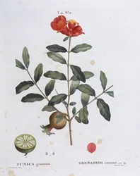 Granatäpple (Punica granatum), Henry Louis Duhamel du Monceau, botanisk tallrik av Pierre Joseph Redouté