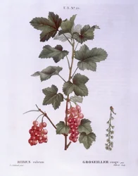 Röda vinbär (Ribes rubrum), Henry Louis Duhamel du Monceau, botanisk tallrik av Pierre Joseph Redouté