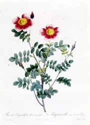 Rosa Rova