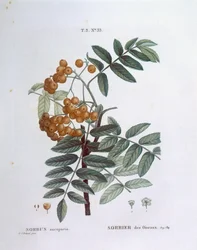 Rönn eller europeisk bergsaska (Sorbus aucuparia), Henry Louis Duhamel du Monceau, botanisk platta av Pierre Joseph Redouté
