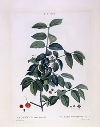 Spindel (Euonymus verrucosus), Henry Louis Duhamel du Monceau, botanisk platta av Pierre Joseph Redouté