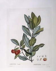 Jordgubbsträd (Arbutus unedo), Henry Louis Duhamel du Monceau, botanisk tallrik av Pierre Joseph Redouté