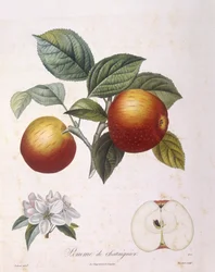 Äpple "Kastanjeäpple" Henry Louis Duhamel du Monceau, botanisk tallrik av Pierre Antoine Poiteau