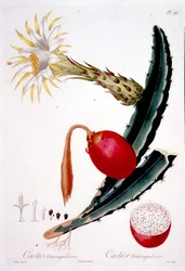 Cactus Triangularis, plåt 26 från 