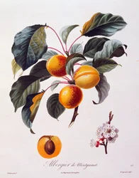 Frukter och blommor av aprikos Albergier De Montgamet, ca 1846, färgad gravyr av Pierre-Antoine Poiteau från Pomolgie Francais, Frankrike
