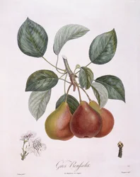 Päron "Gros Rousselet" Henry Louis Duhamel du Monceau, botanisk platta av Pierre Antoine Poiteau