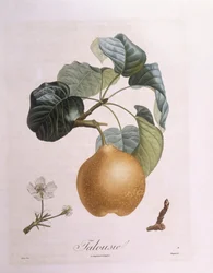 Päron "Talousie" Henry Louis Duhamel du Monceau, botanisk platta av Pierre Antoine Poiteau