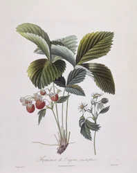 Virginia Strawberry (Fragaria virginiana), Henry Louis Duhamel du Monceau, botanisk tallrik av Pierre Antoine Poiteau