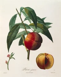 Gul persika (Pavie Jaune) av Antoine Poiteau
