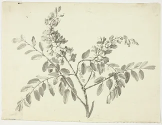 Den blommande grenen