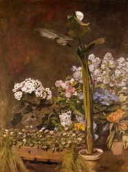 Arum och växthusväxter