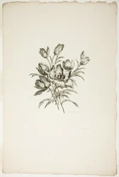 Bukett med tulpaner, från samlingen av olika buketter av blommor, uppfunnen och ritad av Jean Pillement och graverad av P. C. Canot