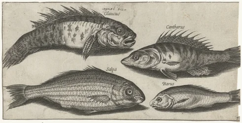 Bockfish, abborre, goby och en okänd fisk Fiske (serietitel) Piscivm vivae-ikoner (serietitel)