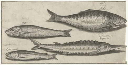 Shad, stör, nors och en sill Fiske (serietitel) Piscium vivae-ikoner (serietitel)