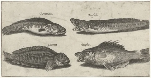 Gaffeltorsk, havabborre, behornad blenny och en svart fisk Fiske (serietitel) Piscivm vivae-ikoner (serietitel)