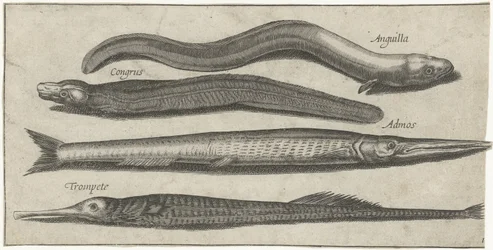 Garfish, pipefish, ål och en ål Fiske (serietitel) Piscium vivae-ikoner (serietitel)