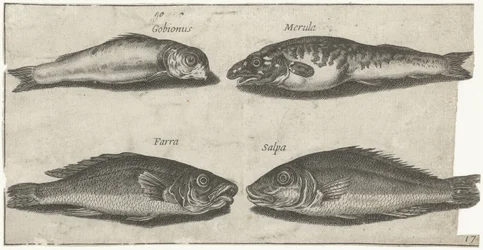 Goby, bogo, vitling och en annan fisk Fiske (serietitel) Piscivm vivae-ikoner (serietitel)