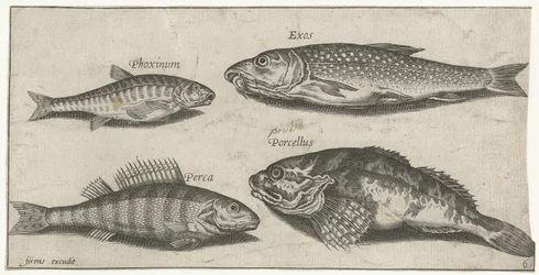 Karp, elritsa, havskatt och en abborre Fiske (serietitel) Piscium vivae-ikoner (serietitel)