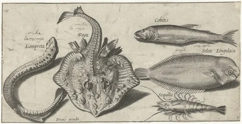 Röga, havslamprä, räkor och två andra fiskar Fiske (serietitel) Piscivm vivae-ikoner (serietitel)