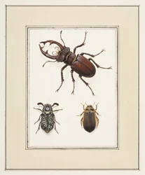 Stag, Chafer and Geelgerande Beetles, c.1755-65 (akvarell på papper)