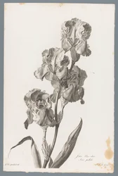 Dalmatisk iris Ljusblå iris / Iris pallida (titel på objekt) Blommor hämtade från naturen (...) (serietitel)