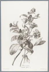 Goudsbloem Ringblomma / Calendula Officinalis L. (titel på objekt) Blommor hämtade från naturen (...) (serietitel)