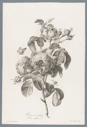 Honderdbladige roos Hundrabladig ros / Rosa centifolia L. (titel på objekt) Blommor hämtade från naturen (...) (serietitel)