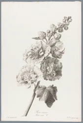 Stokroos Hollyhock / Alcea rosea L. (titel på objekt) Blommor hämtade från naturen (...) (serietitel)