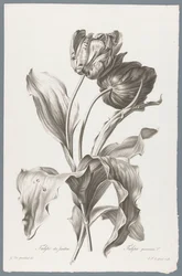 tulp Trädgårdstulpan / Tulipa gesneriana L. (titel på objekt) Blommor hämtade från naturen (...) (serietitel)