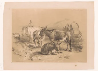 Studie av tre åsnor Cooper