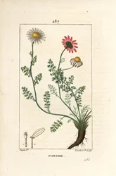 African Pyrethrum - Pellitory of Spain, Anthemis pyrethrum (Anacyclus pyrethrum) med blommor, blad, stjälk och rötter. Handkolorerad kopparstick av Lambert Junior efter teckning av Pierre Jean-Francois Turpin från Chaumeton, Poiret och Cham