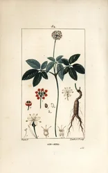 Amerikansk ginseng ou a cinq broschyrer - Ginseng, Panax quinquefolium, med blomma, blad, frö och rot. Handkolorerad kopparstick av Lambert Junior från en teckning av Pierre Jean-Francois Turpin från Chaumeton, Poiret och Chamberets "" La Fl