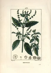 Annual Mercuriale - Mercurial, Mercurialis annua. Handkolorerad kopparstick av Lambert Junior från en teckning av Pierre Jean-Francois Turpin från Chaumeton, Poiret och Chamberets "" La Flore Medicale,"" Paris, Panckoucke