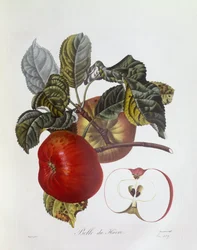 Apple "Belle du Havre", Henry Louis Duhamel du Monceau, botanisk tallrik av Pierre Jean Francois Turpin