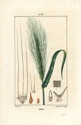 Korn - Korn, Hordeum vulgare, visar stjälk, blad och fröpigg. Handkolorerad kopparstick av Lambert Junior från en teckning av Pierre Jean-Francois Turpin från Chaumeton, Poiret och Chamberets "" La Flore Medicale,"" Paris, Panckouck