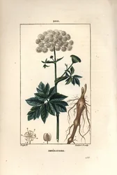 Bensoin eller imperatoire - Masterwort, Imperatoria ostruthium, med blomma, blad och rot. Handkolorerad kopparstick av Lambert Junior från en teckning av Pierre Jean-Francois Turpin från Chaumeton, Poiret och Chamberets "" La Flore Medicale,