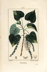 Svartpoppel, Populus nigra, med blad, stjälk och frö. Handkolorerad prickgravyr på koppar av Lambert Junior efter en teckning av Pierre Jean-François Turpin, ur Chaumeton, Poiret och Chamberets ”La Flore Médicale”, Paris, Panckoucke