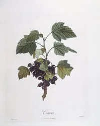 Svarta vinbär (Ribes nigrum) eller svarta vinbär Noir de Bourgogne Henry Louis Duhamel du Monceau, botanisk tallrik av Pierre Jean Francois Turpin