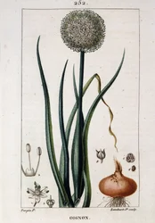 Botanisk tavla av löken - i "" Flora médicale"" av Chaumeton Chamberet et Poiret. Målad av E. Penckroute och J.F. Turpin. Ed. Penckroute. Paris