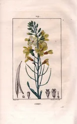 Botaniskt: kålblomma - Kålblomma, Brassica oleracea. Handkolorerad kopparstick av Lambert från en teckning av Pierre Jean-Francois Turpin från Chaumeton, Poiret et Chamberets "" La Flore Medicale,"" Paris, Panckoucke