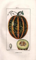 Botanisk: pumpa - Pumpa, frö och snitt genom frukt, pumpa, Cucurbita pepo. Handkolorerad kopparstick av Lambert från en teckning av Pierre Jean-Francois Turpin från Chaumeton, Poiret et Chamberets "" La Flore Medicale,"" Paris,