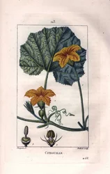 Botanisk: squashblomma - Pumpablomma, blad och vinstockar, pumpa, Cucurbita pepo. Handkolorerad kopparstick av Lambert från en teckning av Pierre Jean-Francois Turpin från Chaumeton, Poiret et Chamberets "" La Flore Medicale,"" Paris, Panc