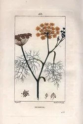Botanik: Fänkål, fänkål, Foeniculum vulgare. Handkolorerad kopparstick av Lambert från en teckning av Pierre Jean-Francois Turpin från Chaumeton, Poiret et Chamberets "" La Flore Medicale,"" Paris, Panckoucke