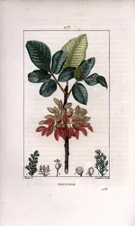 Botanik: "" Pistage, gren och frukt (pistaschnötsträd, Pistacia vera, med gren, löv, mogna frukter. Handkolorerad kopparstick av Lambert Junior från en teckning av Pierre Jean-Francois Turpin från Chaumeton, Poiret et Chamberets ""