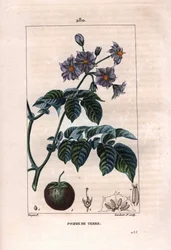 Botanik: potatis - Potatisväxt, blommor och frukt, Solanum tuberosum. Handkolorerad kopparstick av Lambert från en teckning av Pierre Jean-Francois Turpin från Chaumeton, Poiret et Chamberets "" La Flore Medicale,"" Paris, Panckoucke